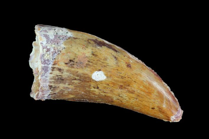 Serrated, Juvenile Carcharodontosaurus Tooth #93207